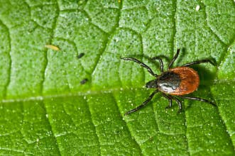 Adult female tick - Ixodes ricinus