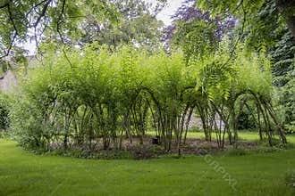 Woven Willow Circle