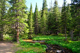 Mountain Stream Surrounded By Pine Trees in a Forest
