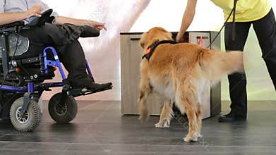 Guide and assistance dog