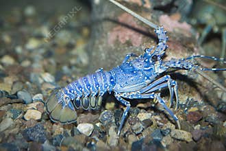 Blue lobster