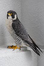 Peregrine falcon in Okinawa, Japan