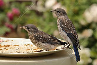 Juvenile Eastern Bluebirds
