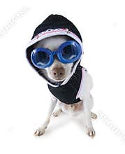 Hoodie dog
