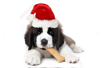 Saint Bernard Puppy Wearing Santa Hat