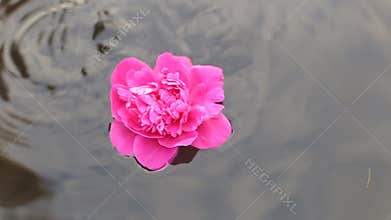 Beautiful human hands carefully holding flowers floating in the pool.