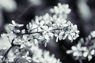Branch of bird cherry tree on green background. Black and white background. Flowers bird cherry.