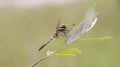 Dragonfly close up of landing on a leaf