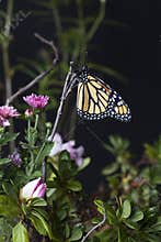 Monarch Butterfly (Danaus plexippus) in Garden