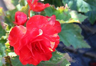 Begonia tuberhybrida 'New Star Red'