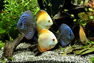 Discus Aquarium Fish