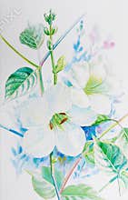 Watercolor painting realistic white flower of acanthaceae and green leaves