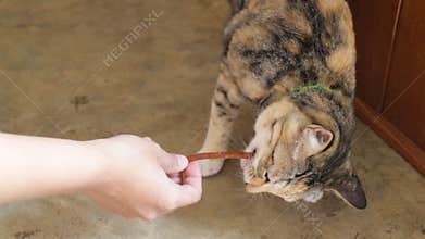 Woman feed cat with snack from hand