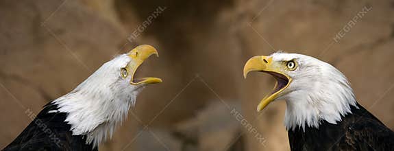 American bald eagles