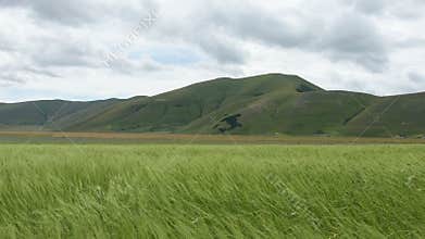 Flowering in the plain of Castelluccio, Italy