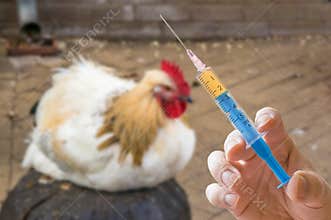 Hand holds syringe and chicken in background. Antibiotics, vaccination concept.