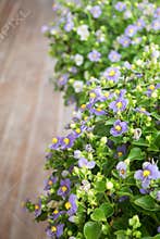 Persian Violet flowers in small pots on wooden balcony