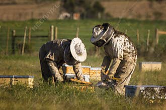 Beekeepers checking bee hives