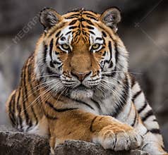 Close up view of a Siberian tiger