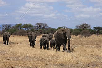 Elephant family Tarangire national park Tanzania