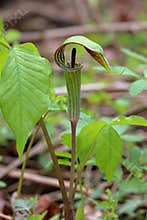 Jack-in-the-Pulpit