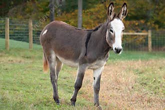 Miniature Donkey Standing in Pasture