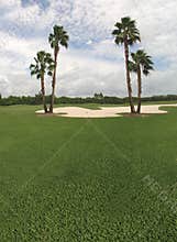 Palm tree and golf course