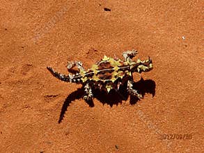 Australian Lizard - Thorny Devil