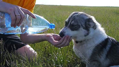 The dog drinks water from the hands of men on the nature