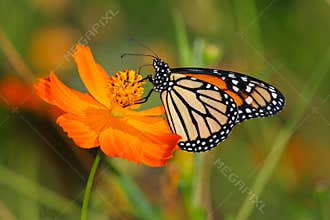 Monarch Butterfly On An Orange Flower
