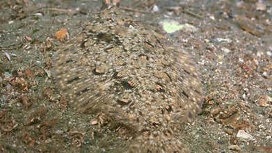 Flounder on the stone seabed is looking for food.