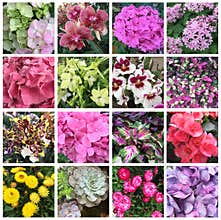 Some spring and summer flowers
