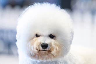 Funky Poodle white dog portrait looking at you