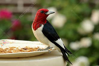 Red Headed Woodpecker