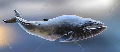Whale model