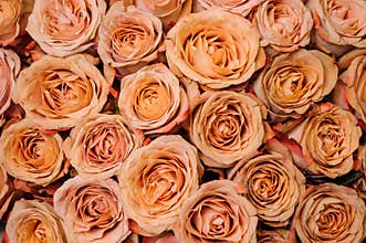 Background image of fresh beige orange roses . flower texture