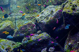 Small colourfull tropical fish in aquarium