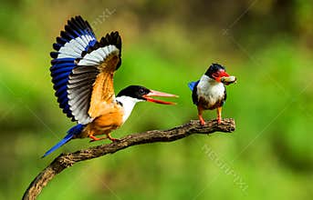 Black-capped Kingfisher