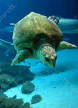Underwater Sea turtle