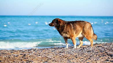 Lonely dog on the beach looking for the owner