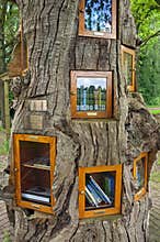 Books in bookcases in tree trunk in outside air