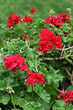 Red Geranium