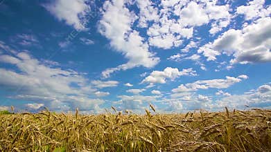 Grain field, green grain growing in a farm field