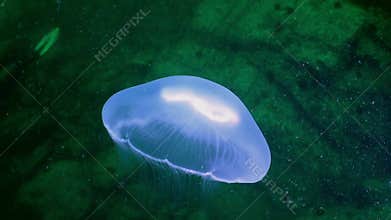 Greater jellyfish in the green waters of the sea.