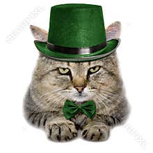 Cat in a green hat and tie butterfly isolated on white backgroun