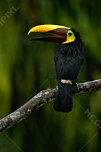 Toucan, Big beak bird Chesnut-mandibled sitting on the branch in tropical rain with green jungle background, animal in the nature