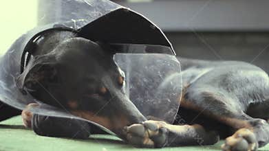 Sad Dog breed Doberman medical collar