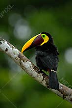 Toucan big beak bird Chesnut-mandibled. Toucan sitting on the branch in tropical rain with green jungle background. Toucan in the