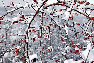 Red berries and snow