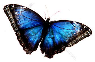 Blue Butterfly